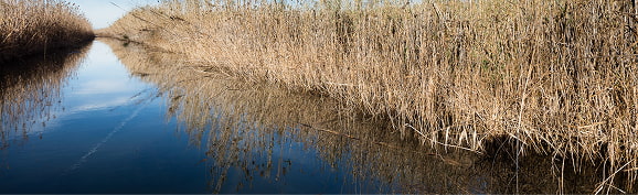 Tesoro Natural Title Tesoro Natural Alt