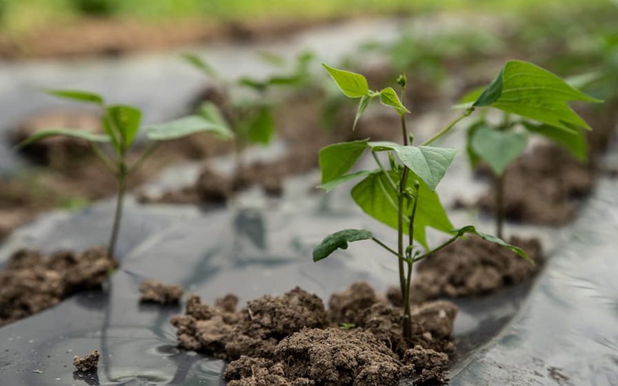 Plantas con compost de Hoteles