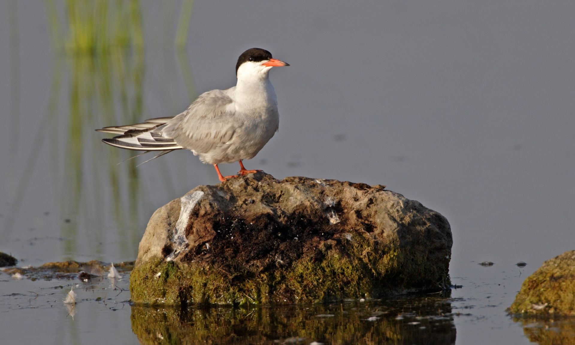 Birdwatching en la Albufera