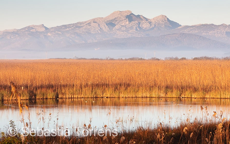S'Albufera de Mallorca 