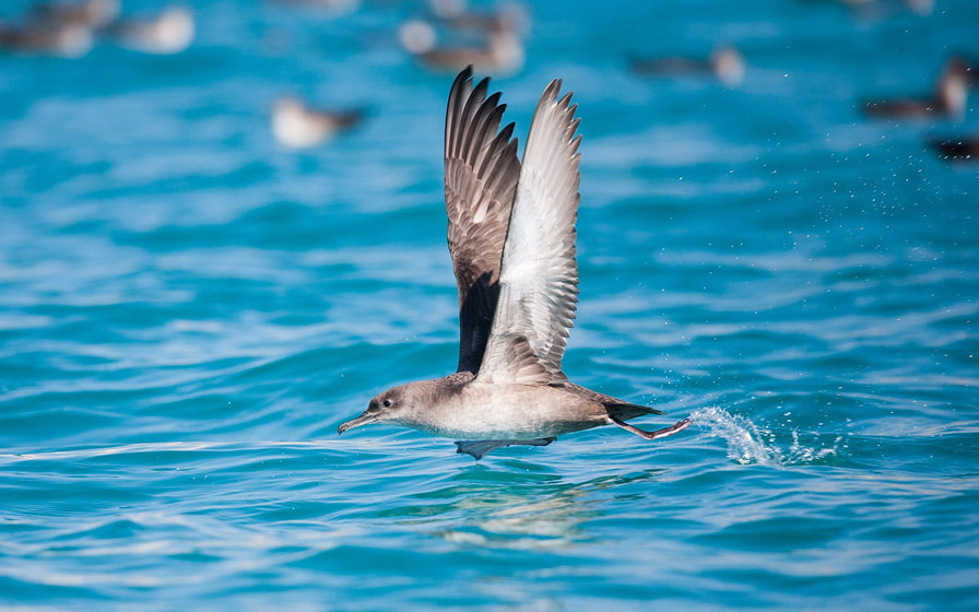 Pájaro volando sobre el agua