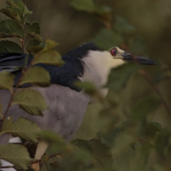 Nycticorax nycticorax