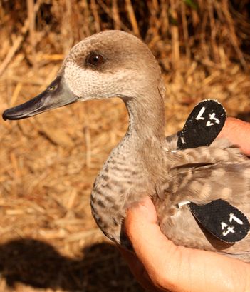 Parque Naturalde S’Albufera