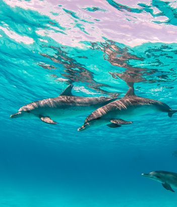 Excursiones en barco